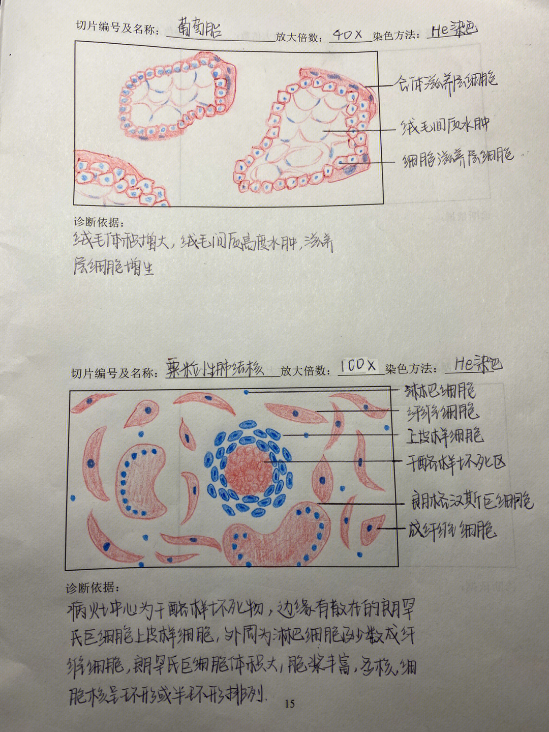 波义耳石蕊试纸图片