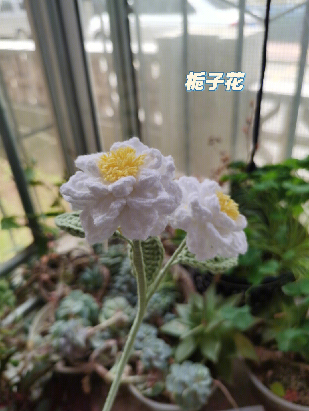 栀子花结构图解图片