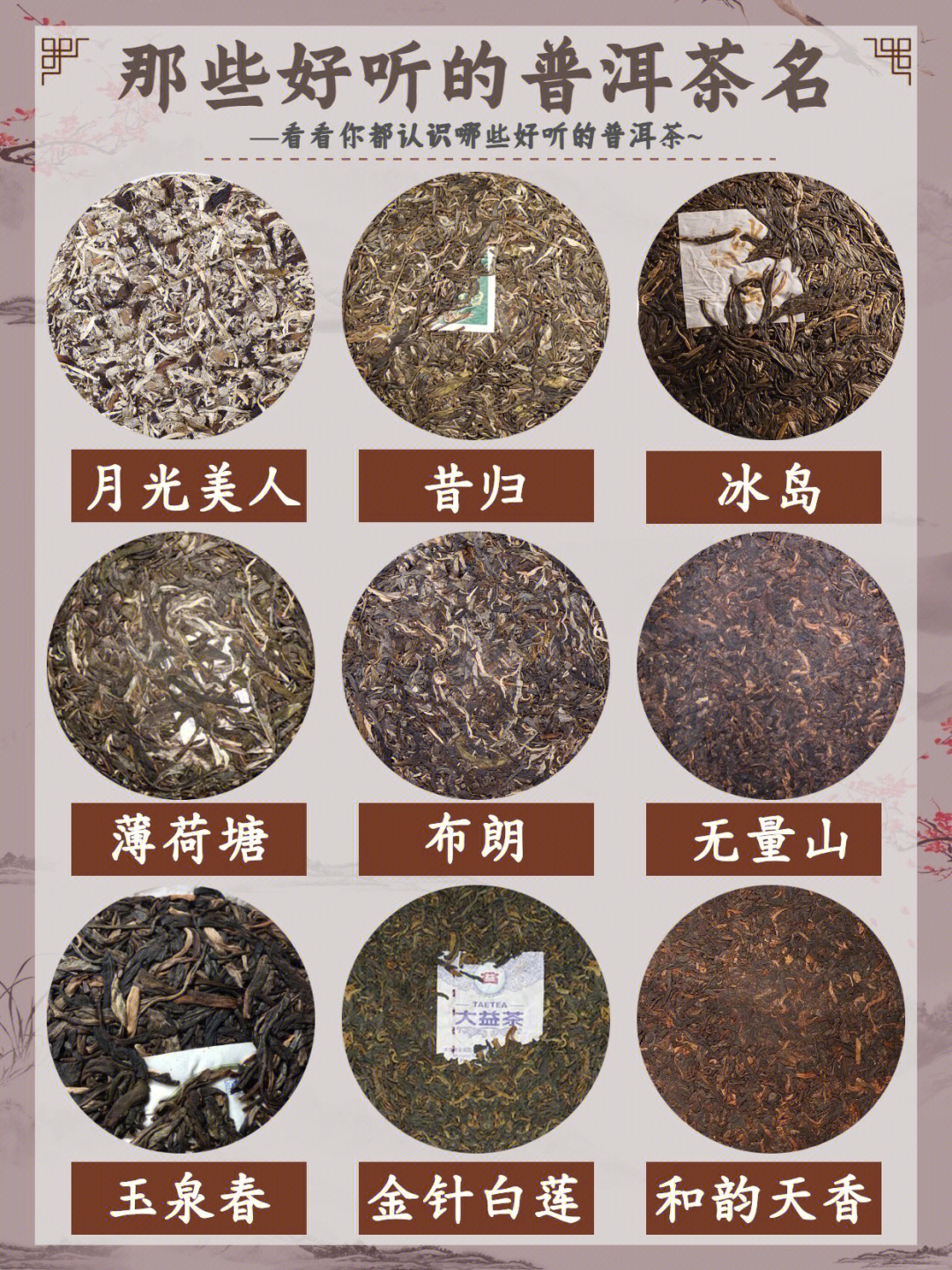 普洱茶名称大全和图片图片