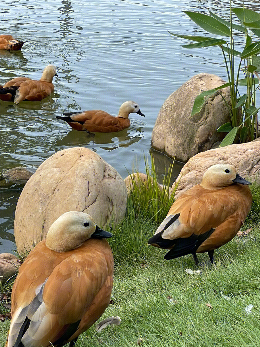清水湖野生动物园图片