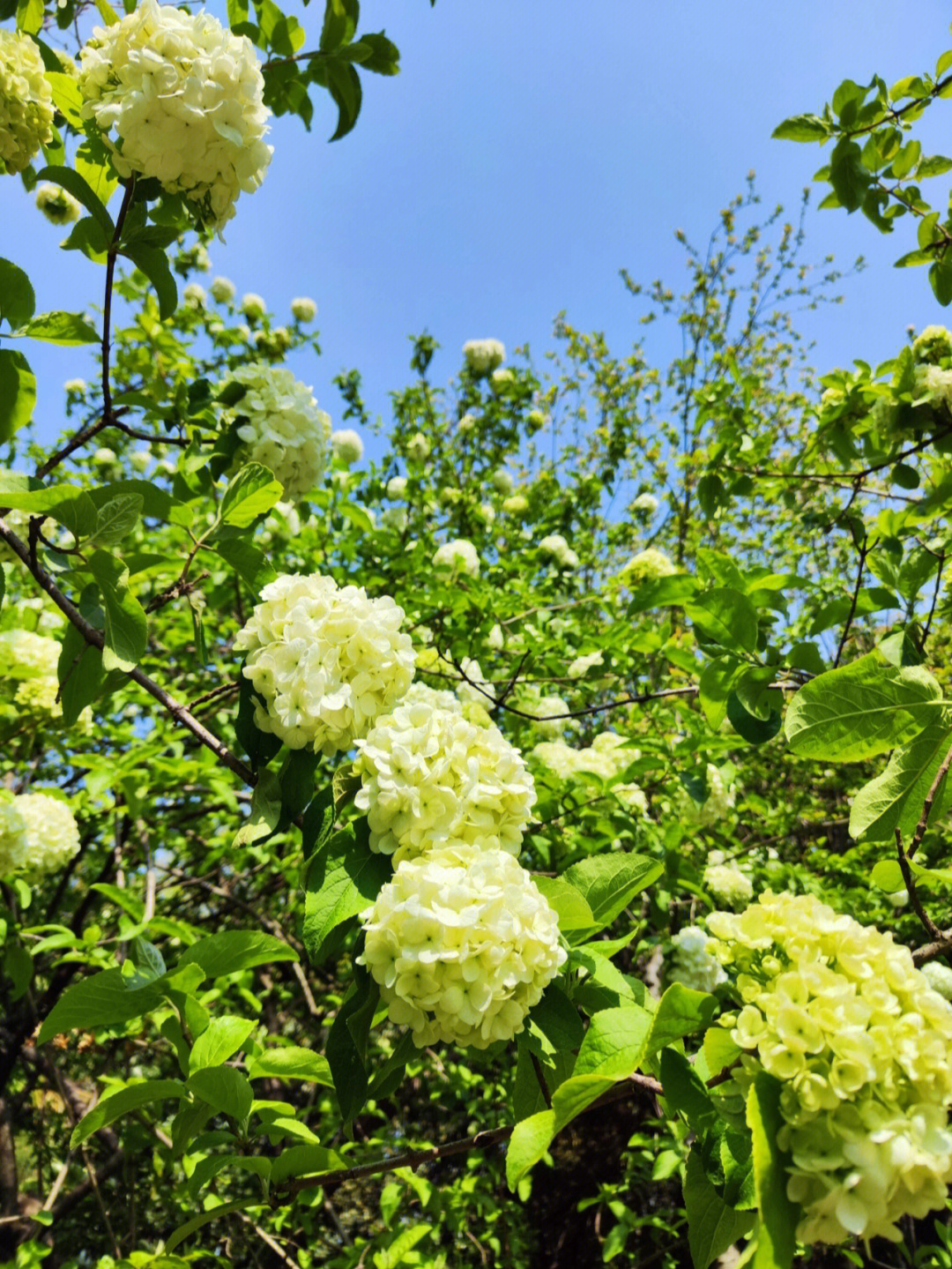 花莫愁剑侠图片