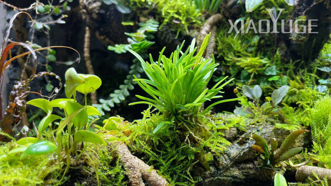 雨林缸里植物状态满满