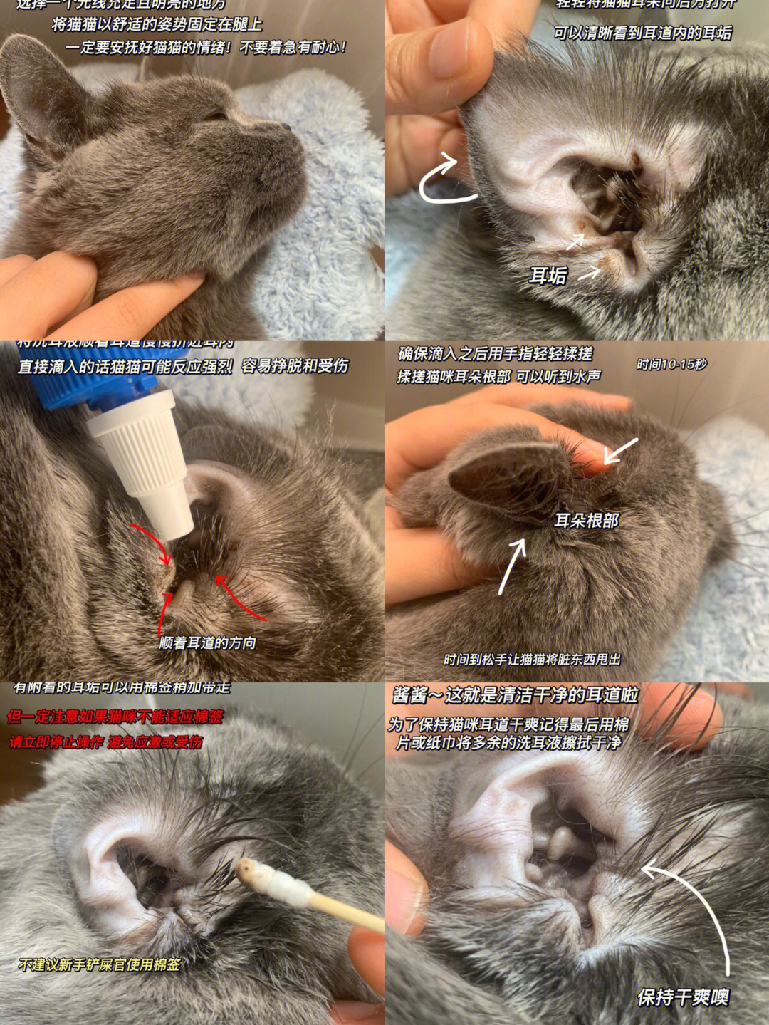 猫的耳朵结构图片