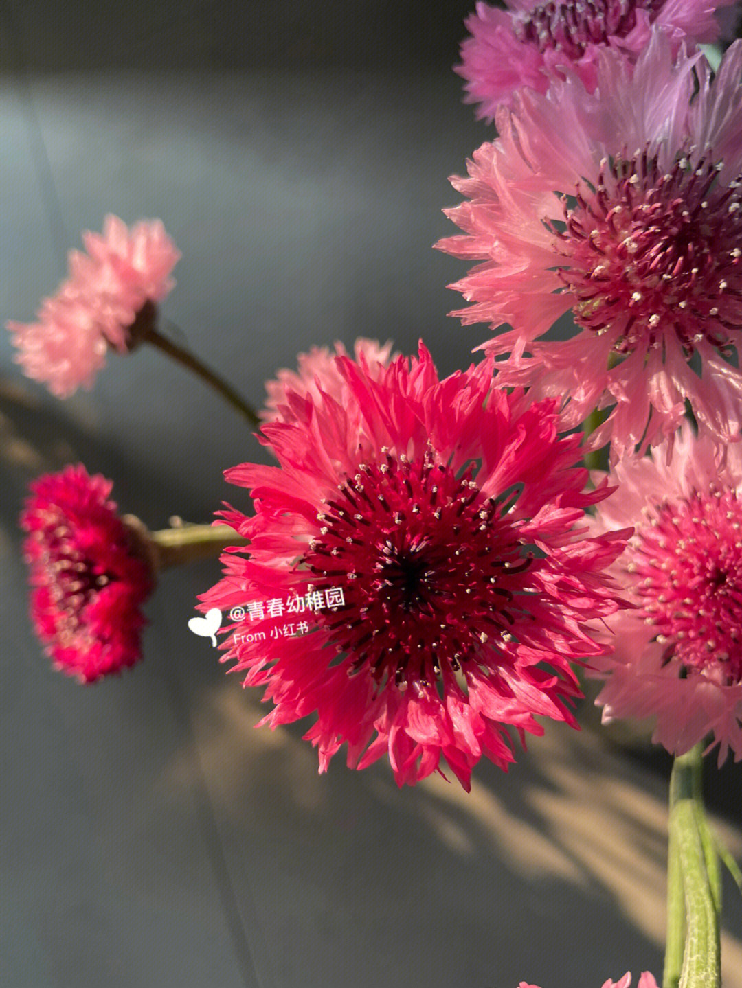 红色矢车菊的花语图片