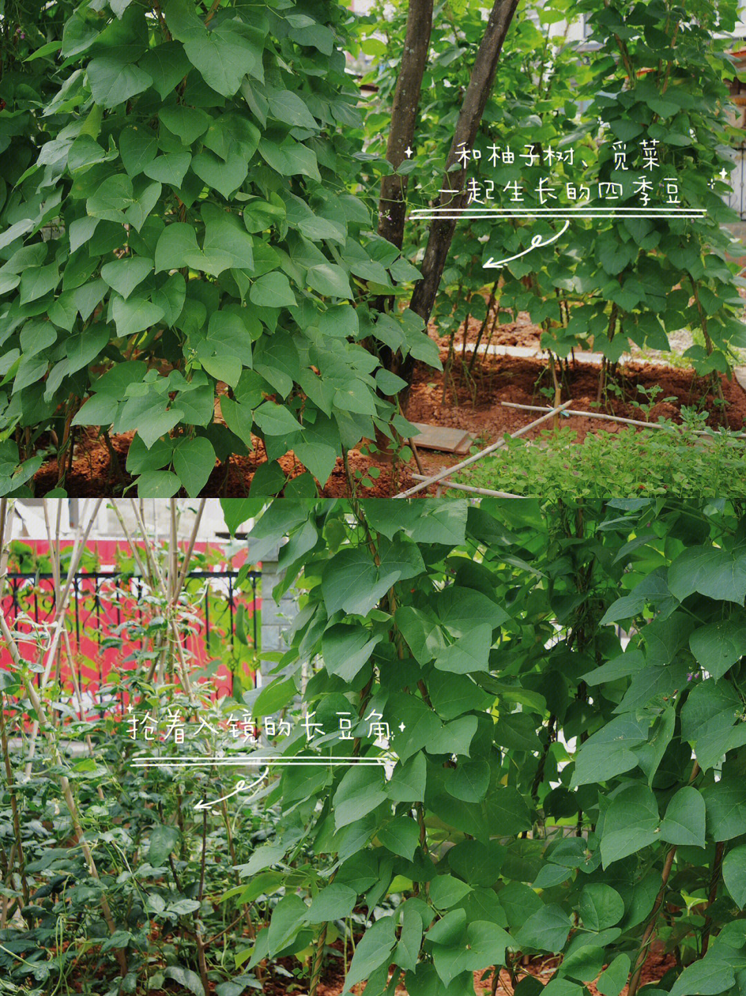 四季豆生长过程记录图片