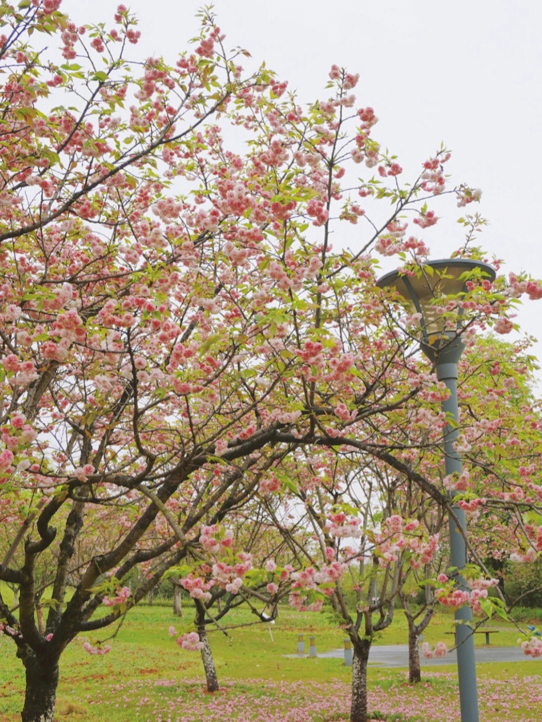 眉山樱花博览园