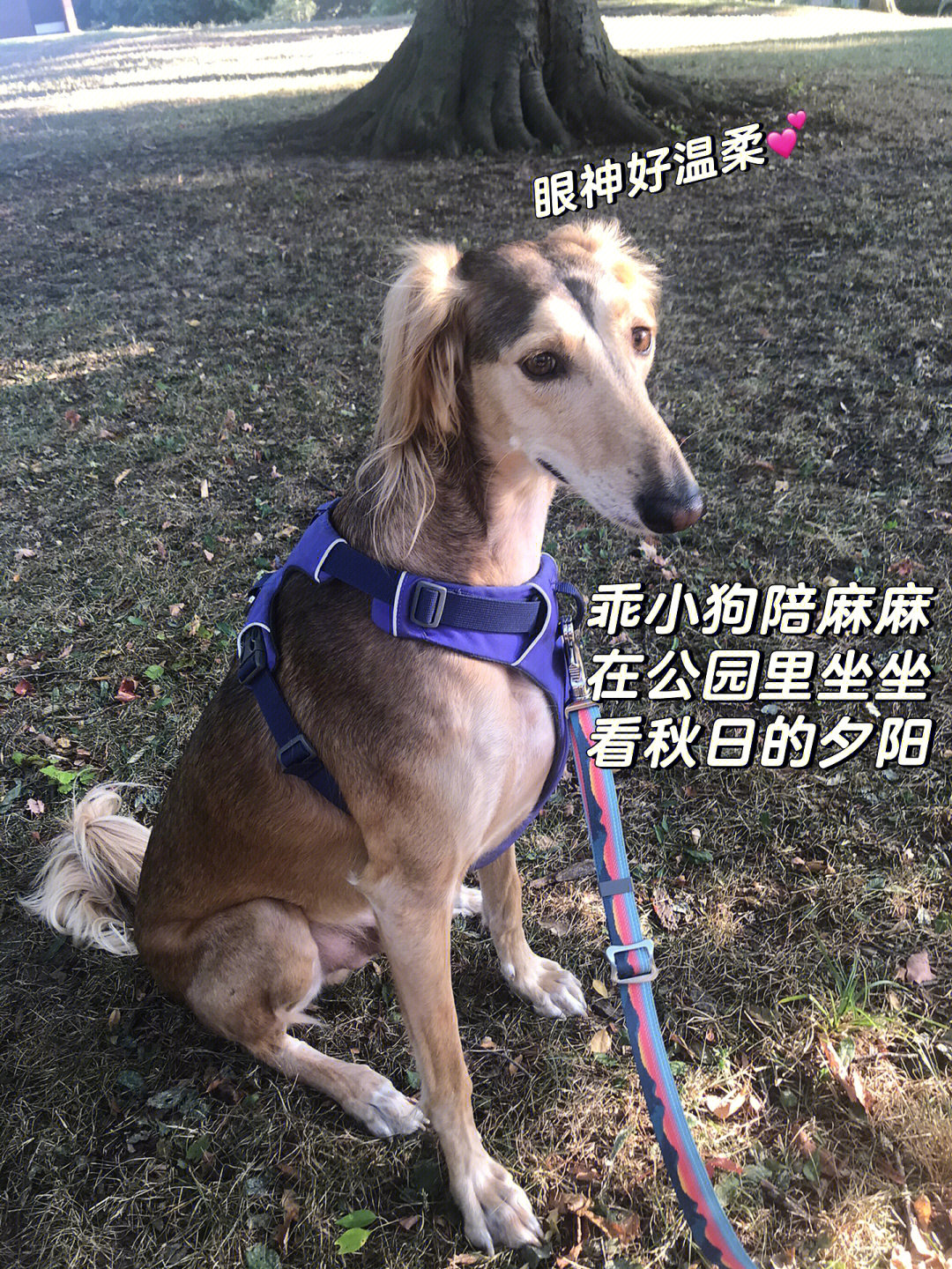 萨路基猎犬优缺点图片