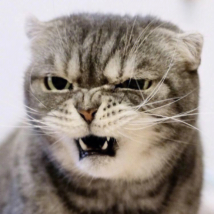 生气猫猫头像图片
