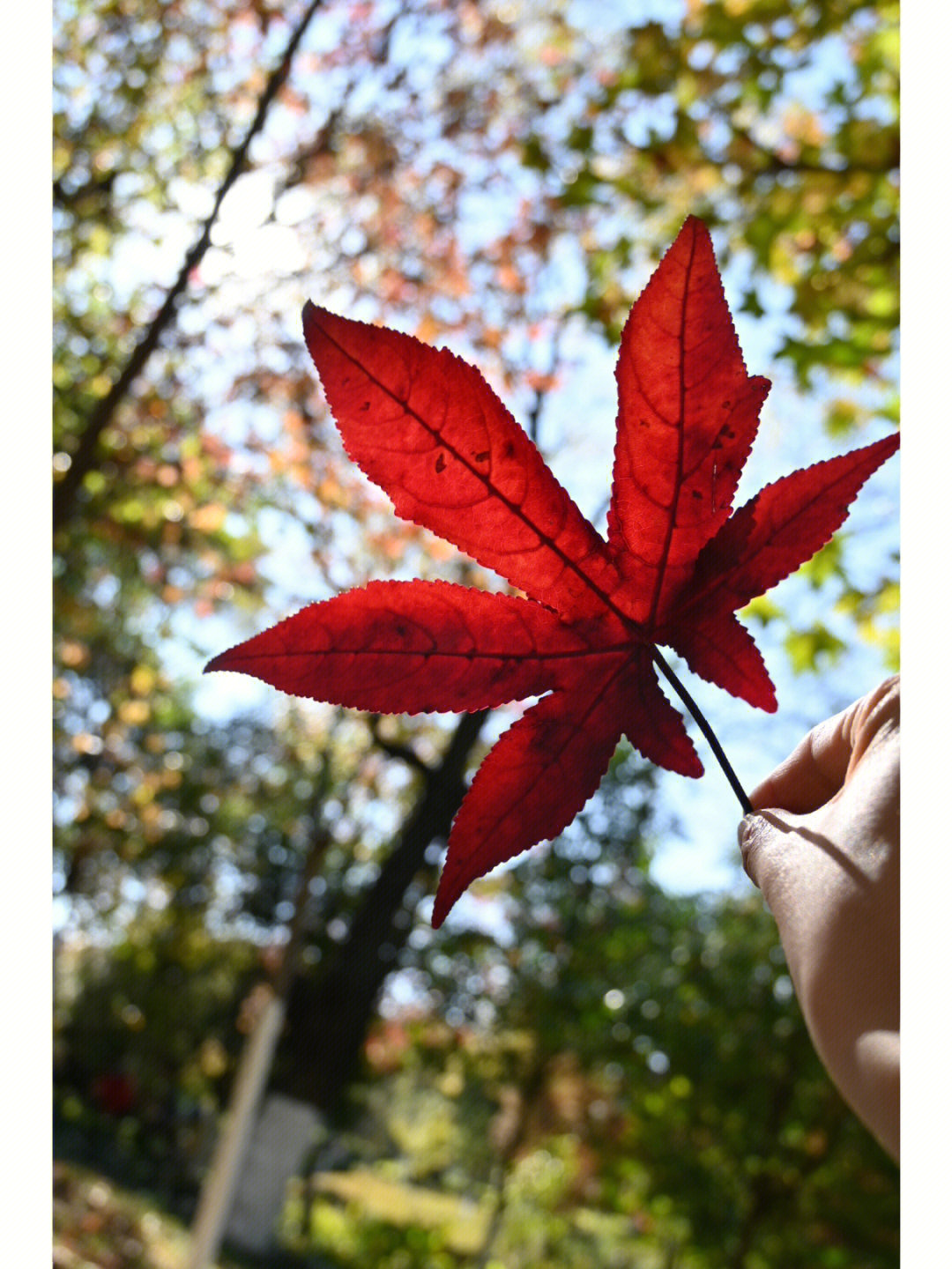 倒立枫叶的衣服牌子图片