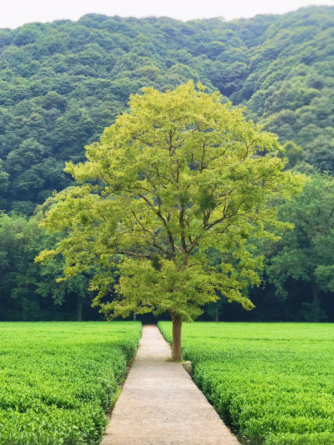 到杭州梅家坞去看这棵最孤独的树