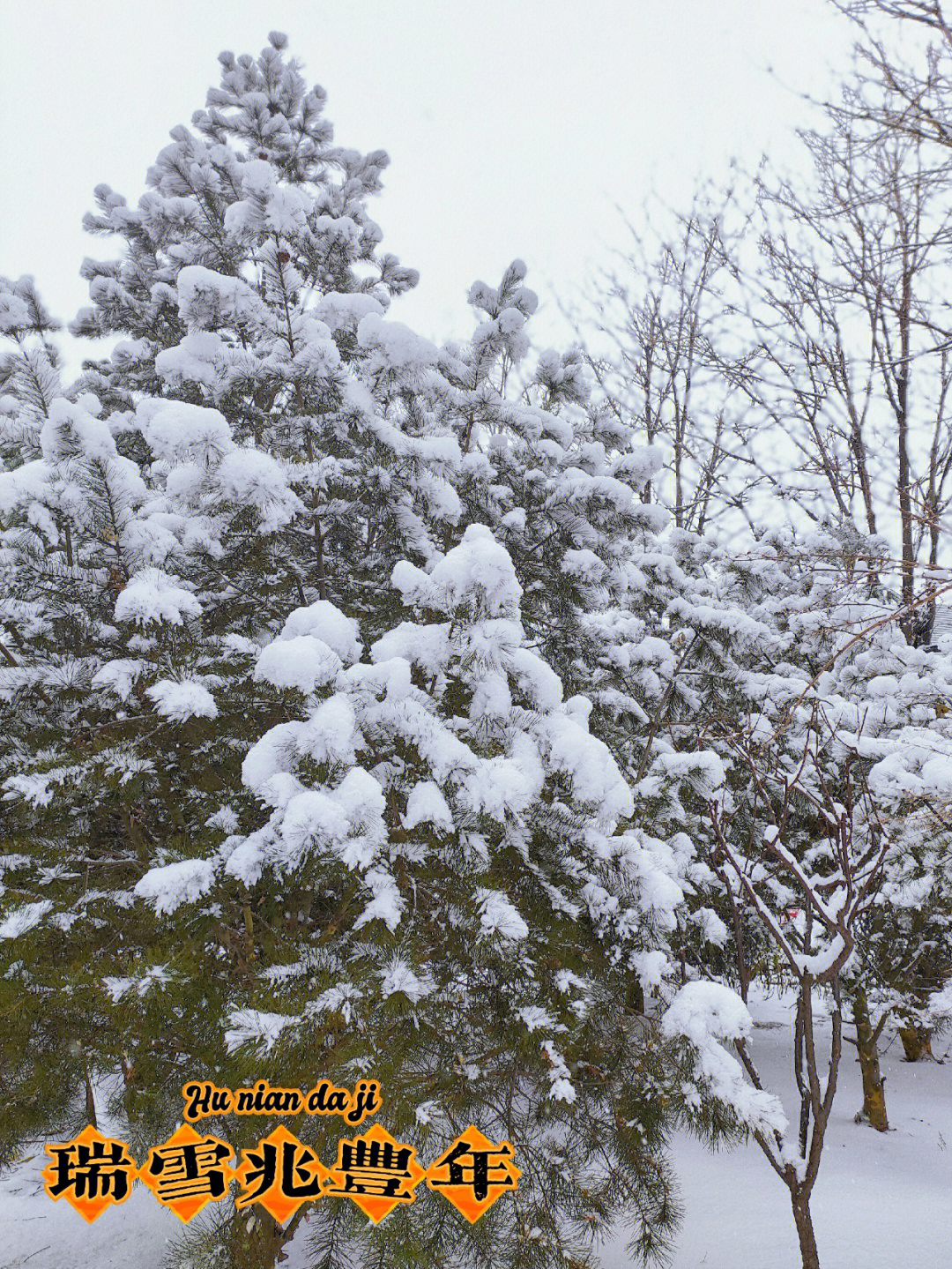 瑞雪迎虎年图片