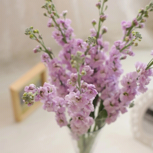 紫罗兰鲜切花花期多长图片
