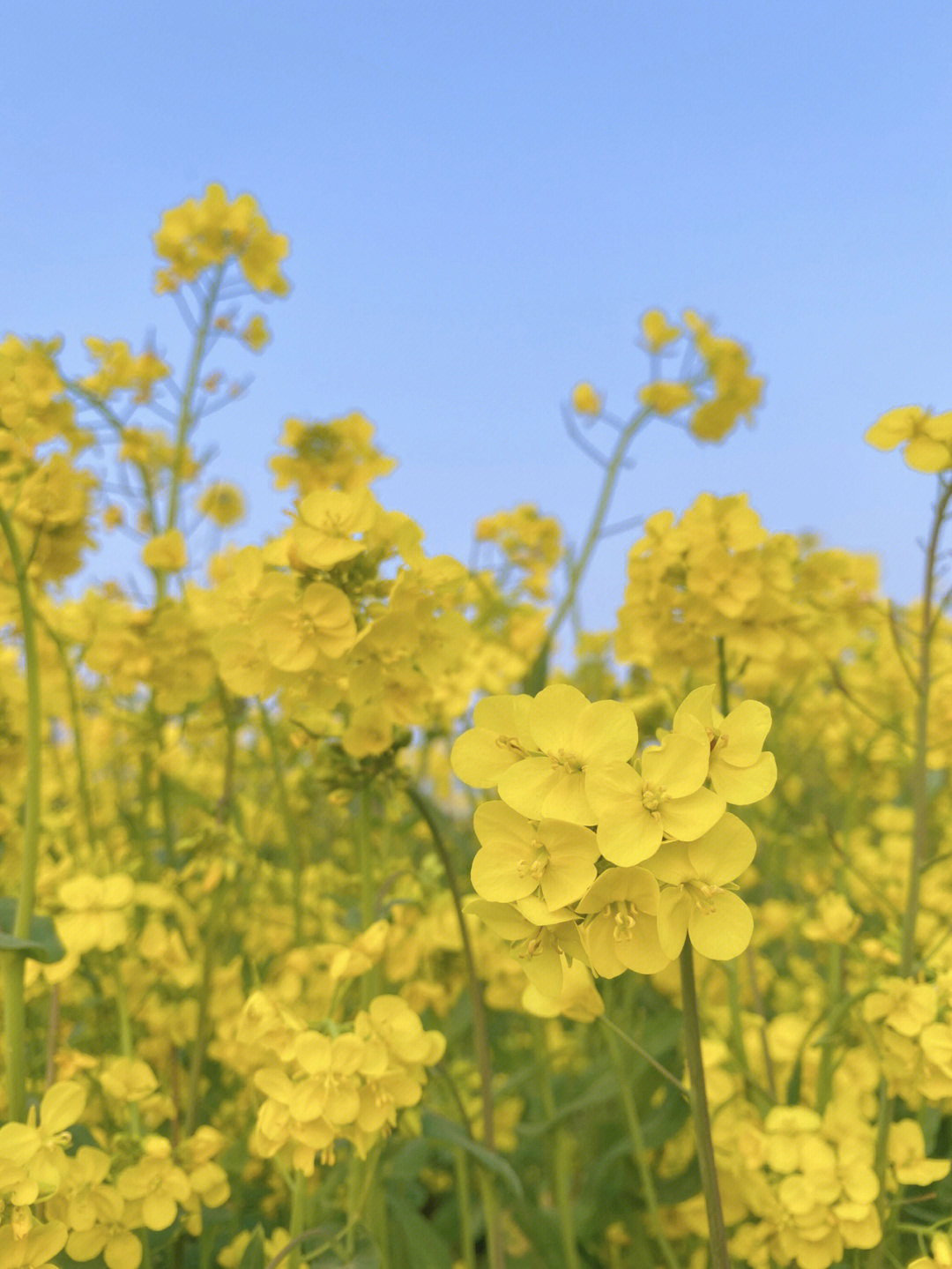 油菜花枝干的样子图片