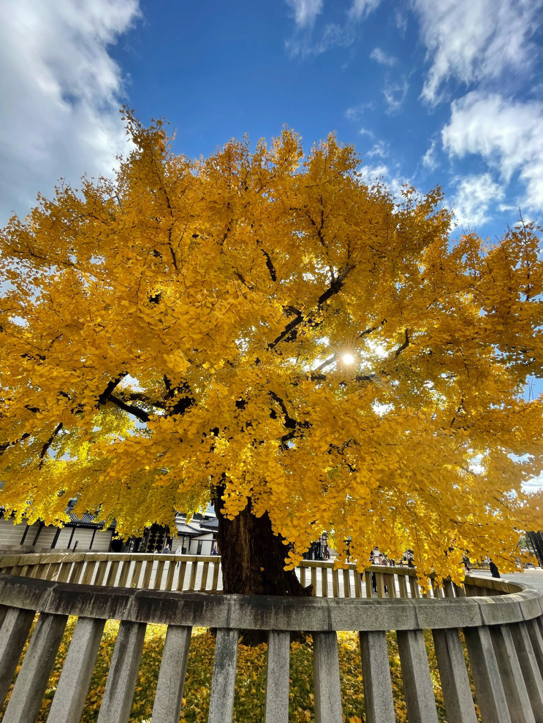 京都银杏树