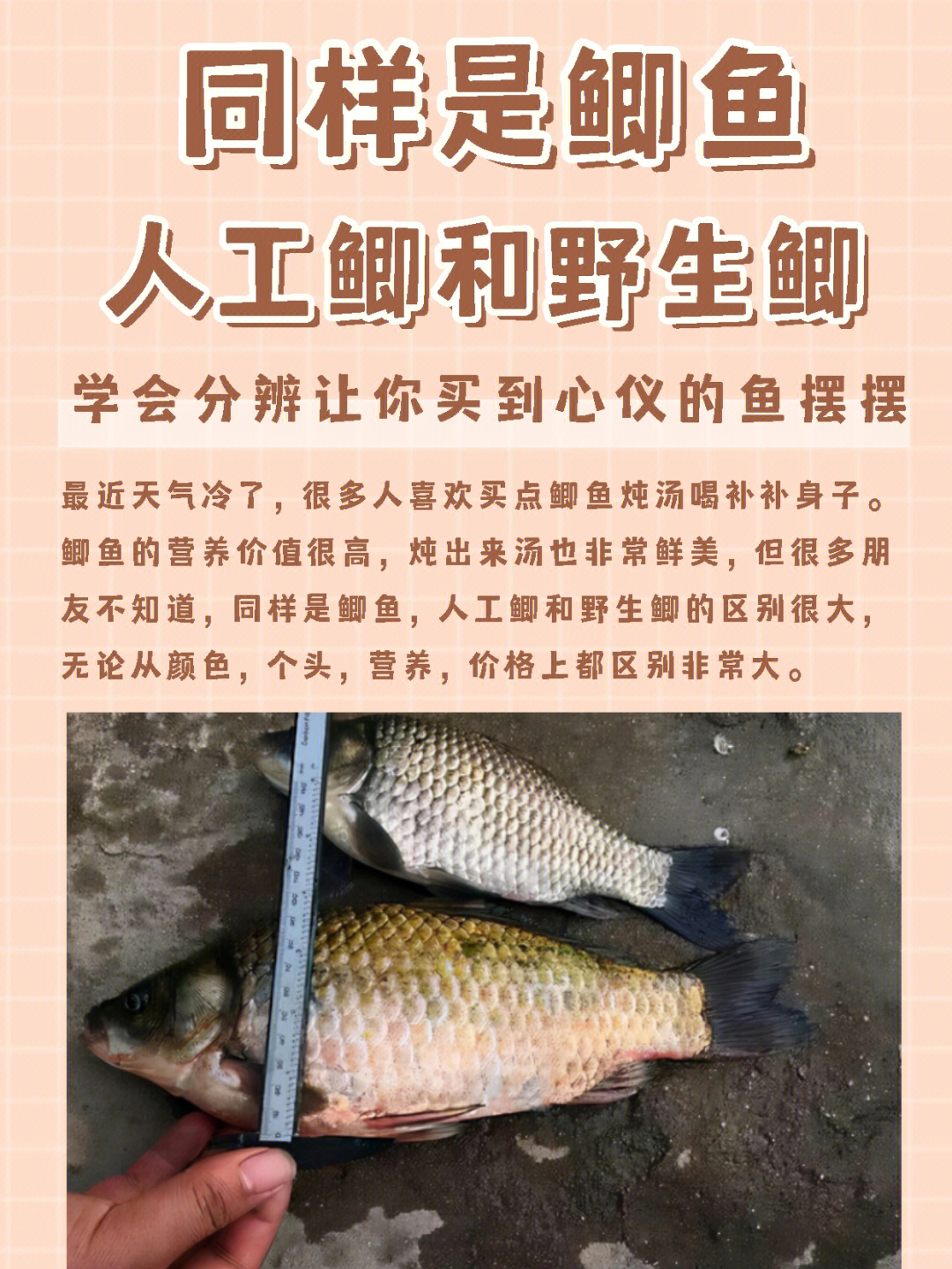 鲤鲫鱼与鲫鱼区别图片