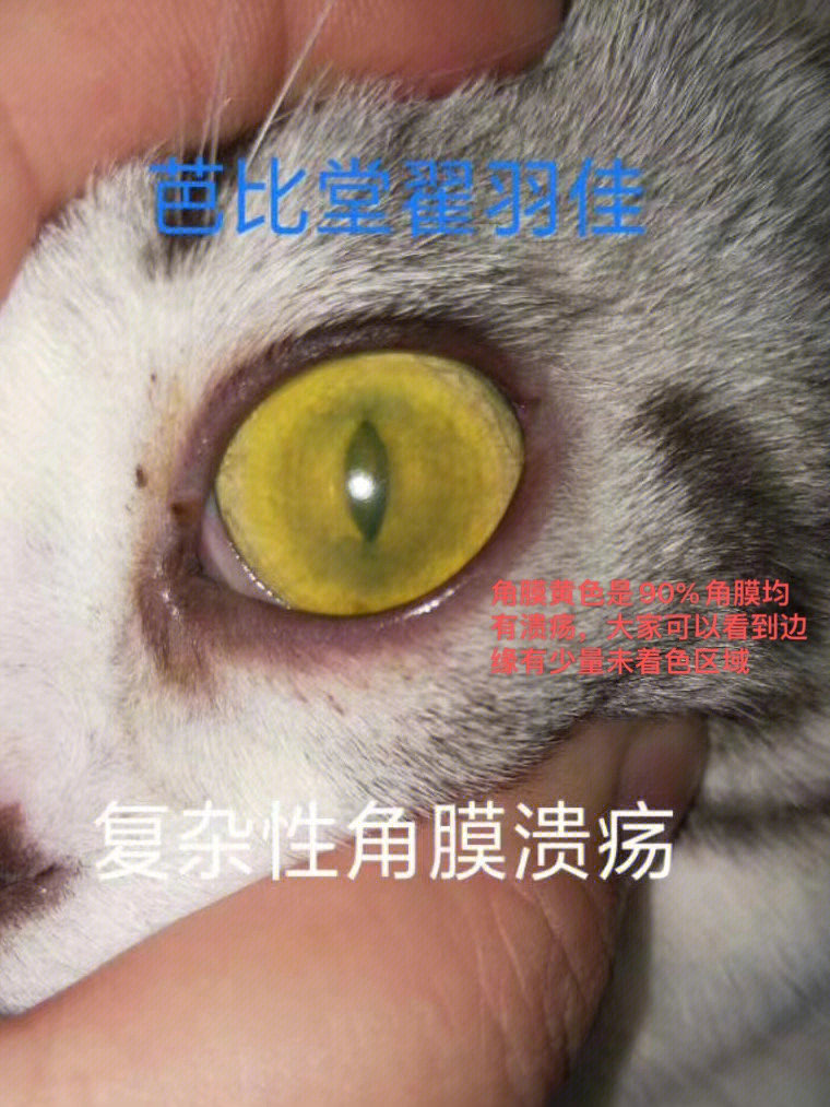 小猫咪双眼复杂性角膜溃疡的治疗