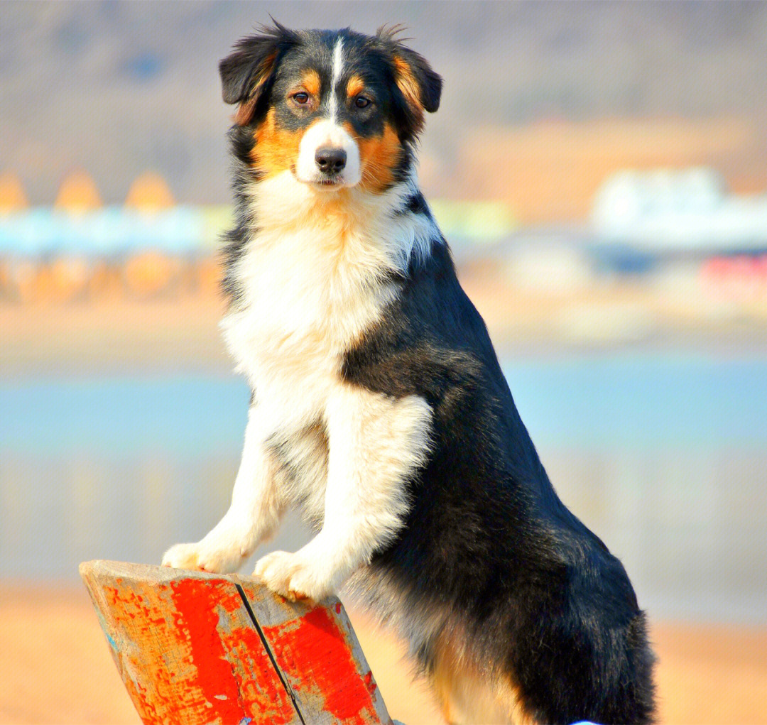 澳洲牧羊犬图片大全图片