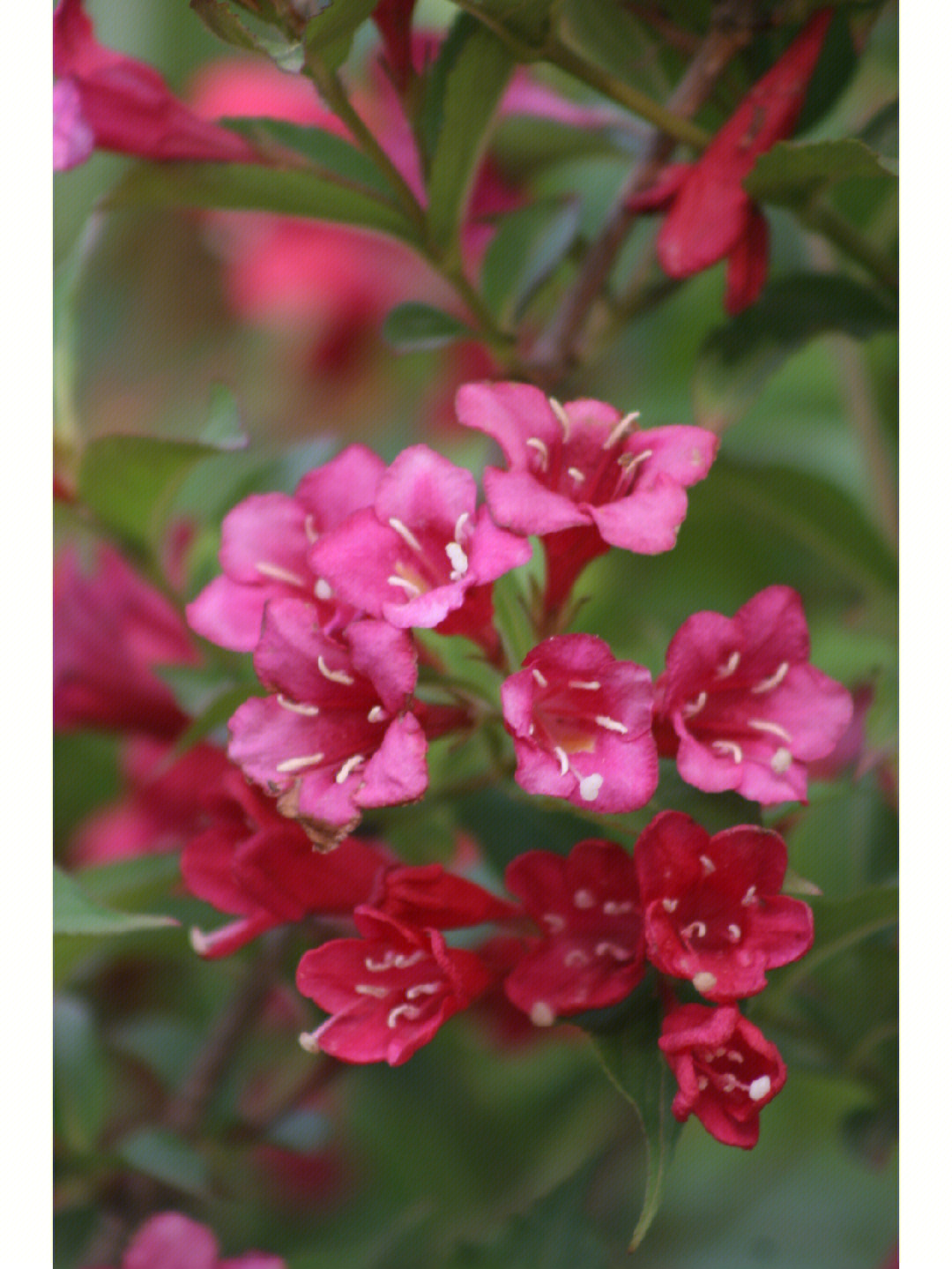 锦带花忍冬花又名五色海棠