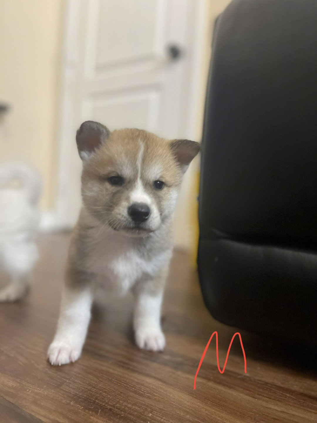 秋田犬刚出生的样子图片