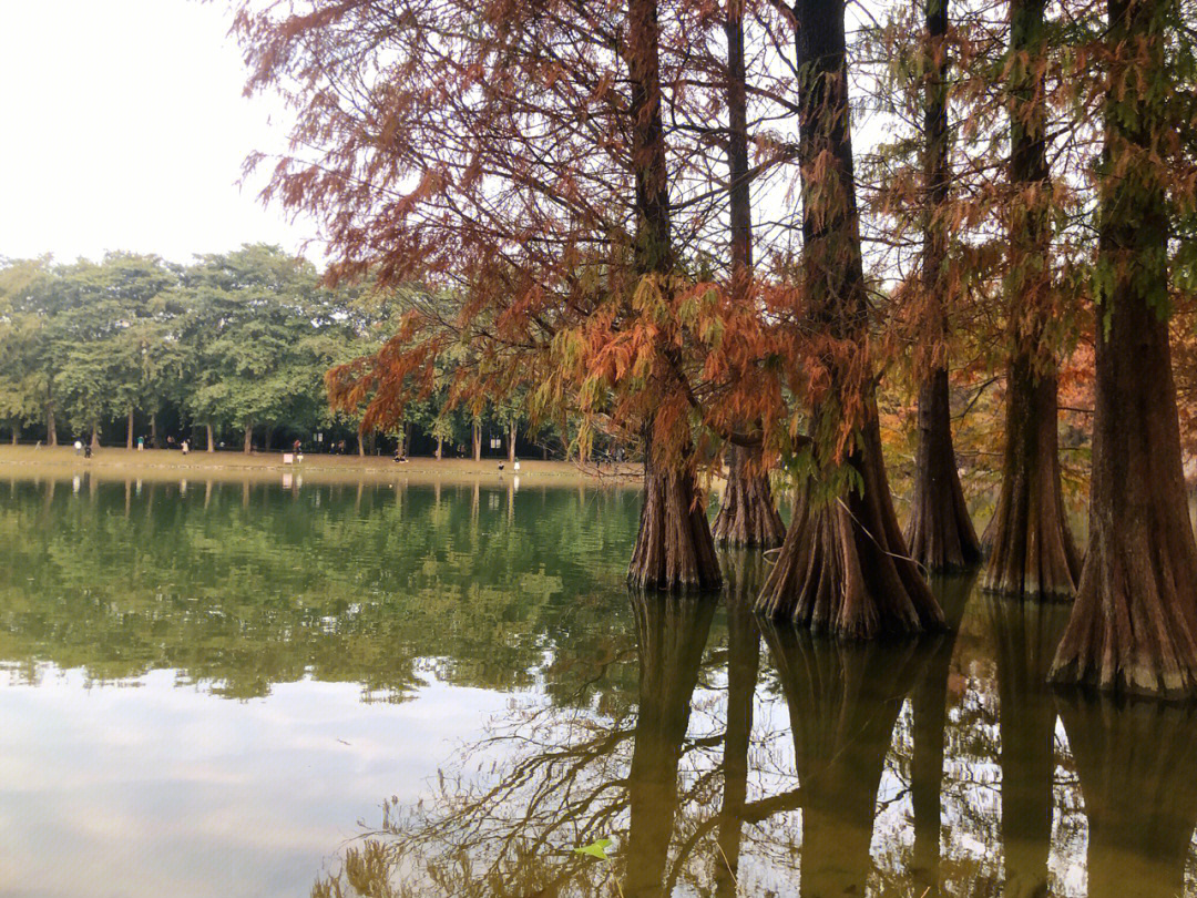 华南植物园必去景点图片