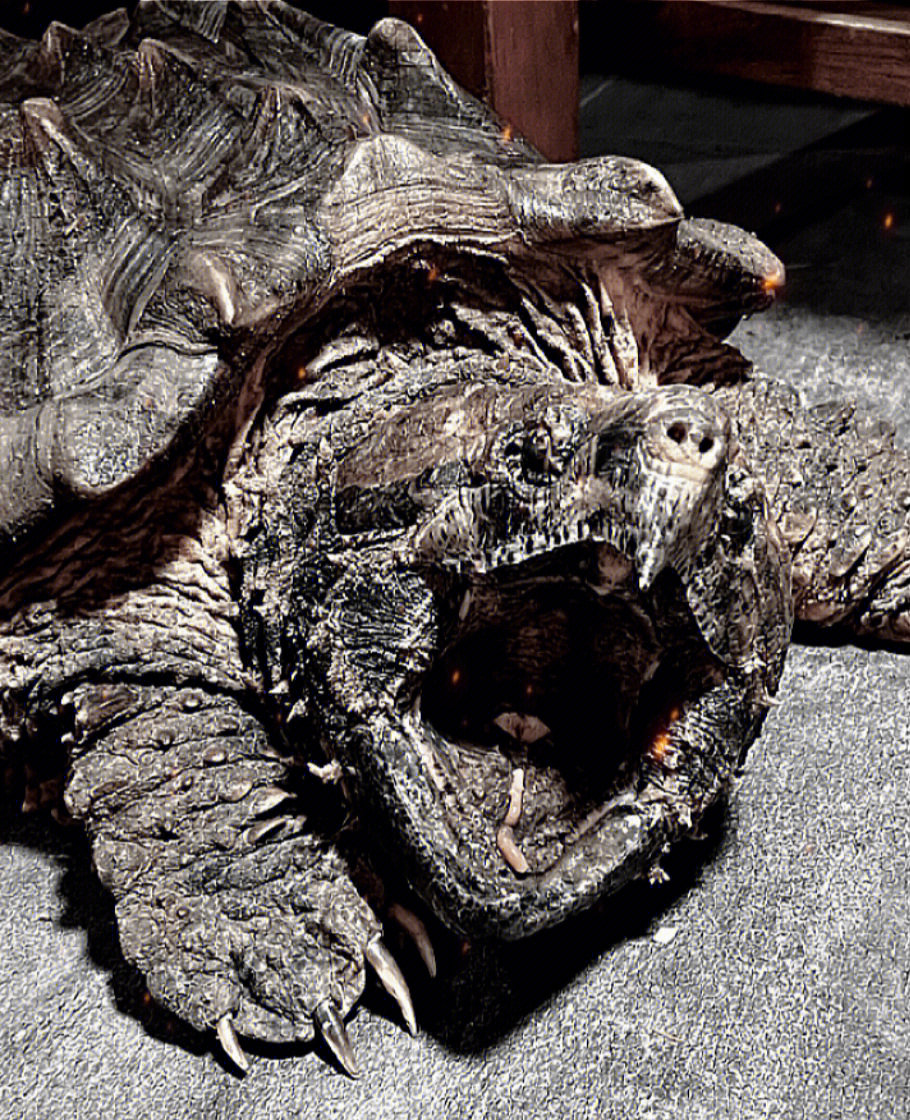 北美鳄龟最大体型图片