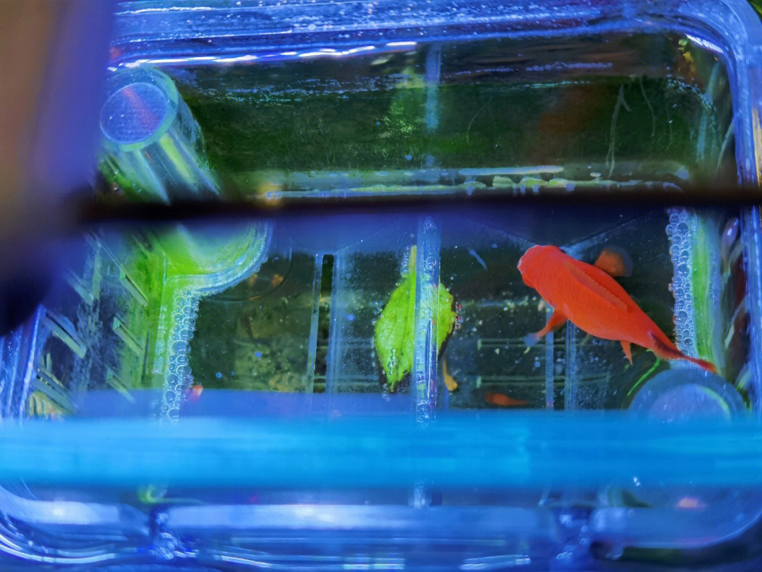 红绿灯鱼生小鱼前兆图片