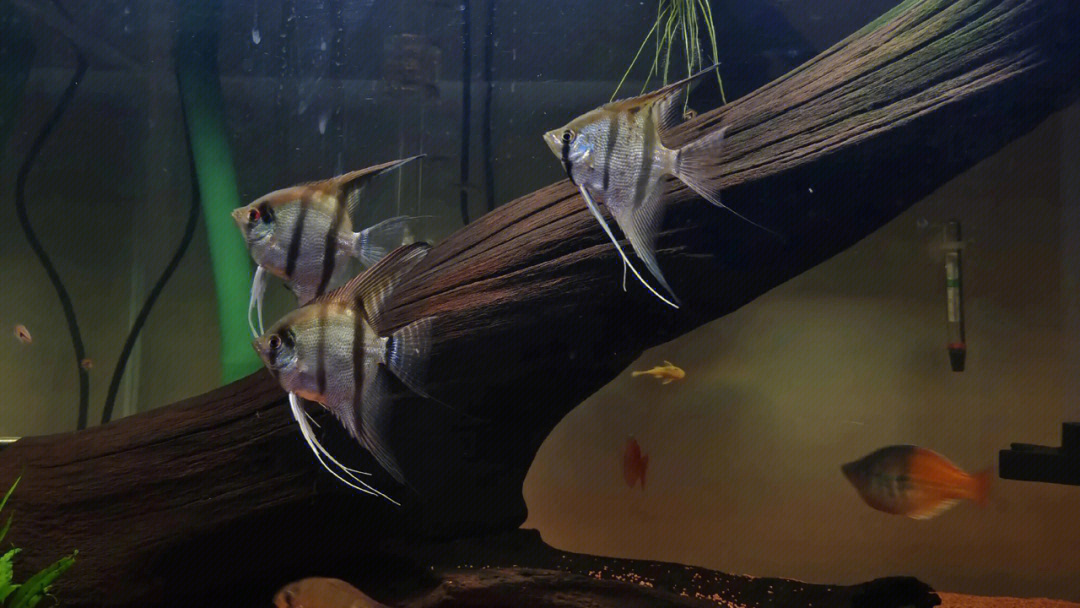 秘鲁燕鱼公母区别图图片