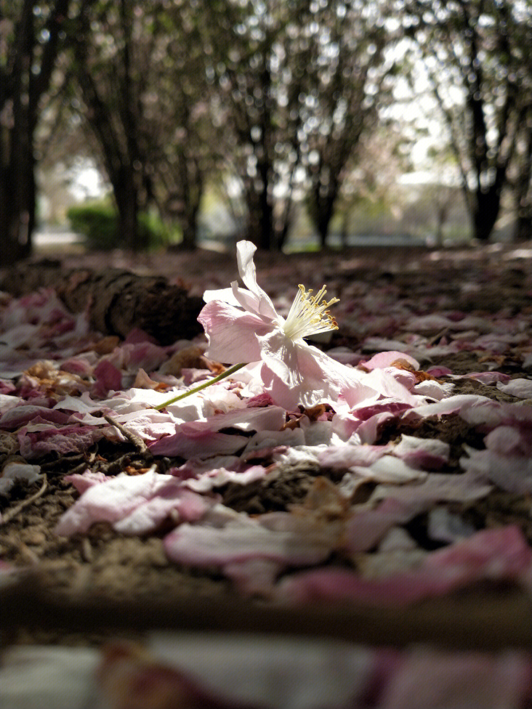 去年春色,孤花零落