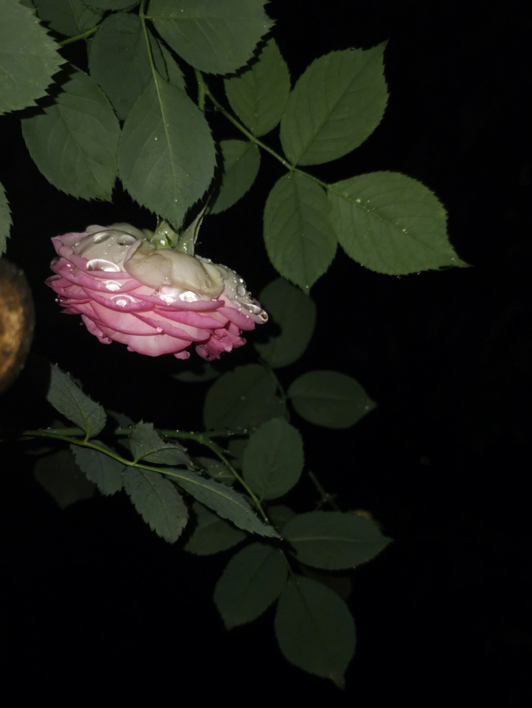 夜晚雨中花图片图片