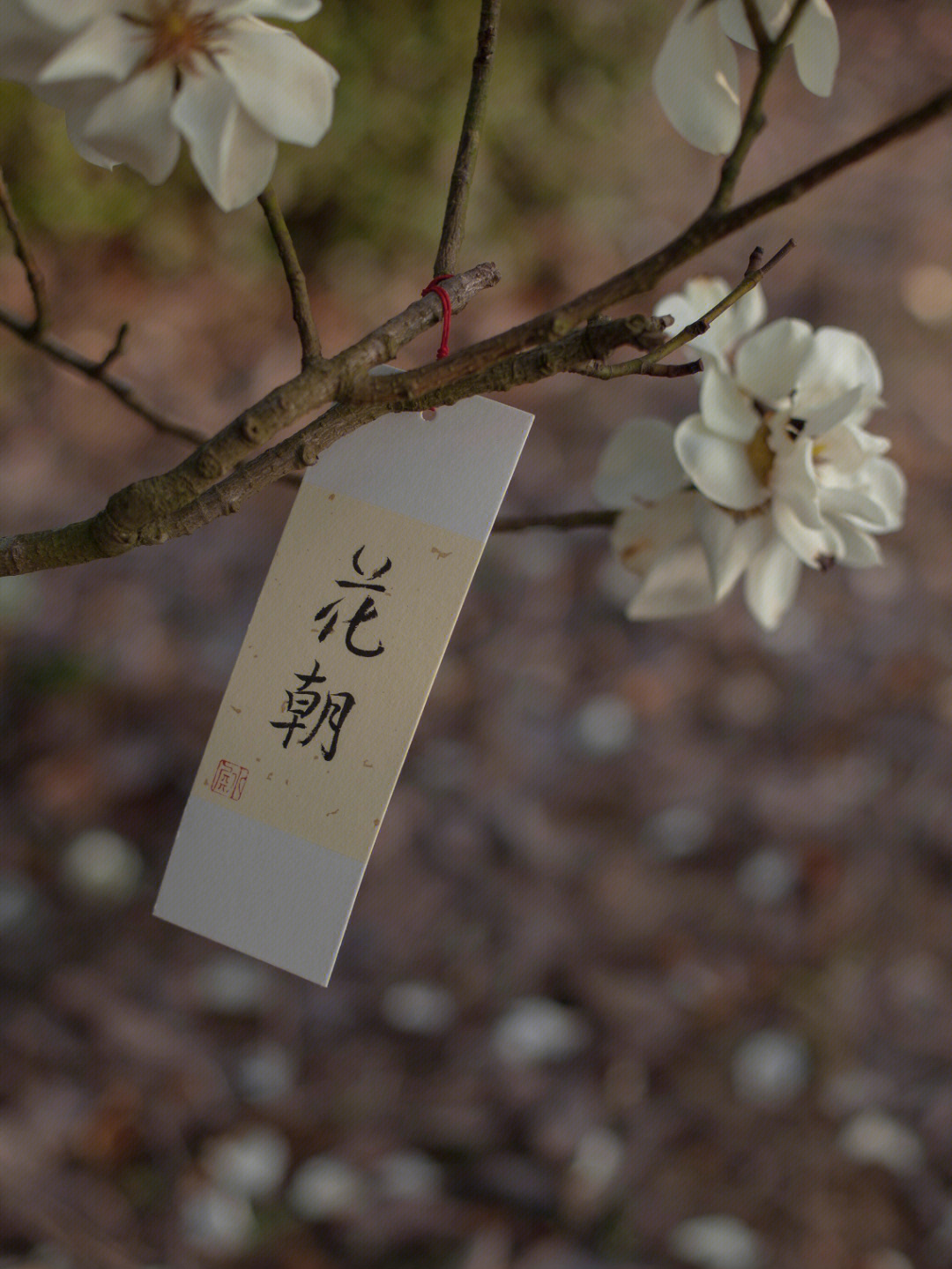 花朝节小报图片图片