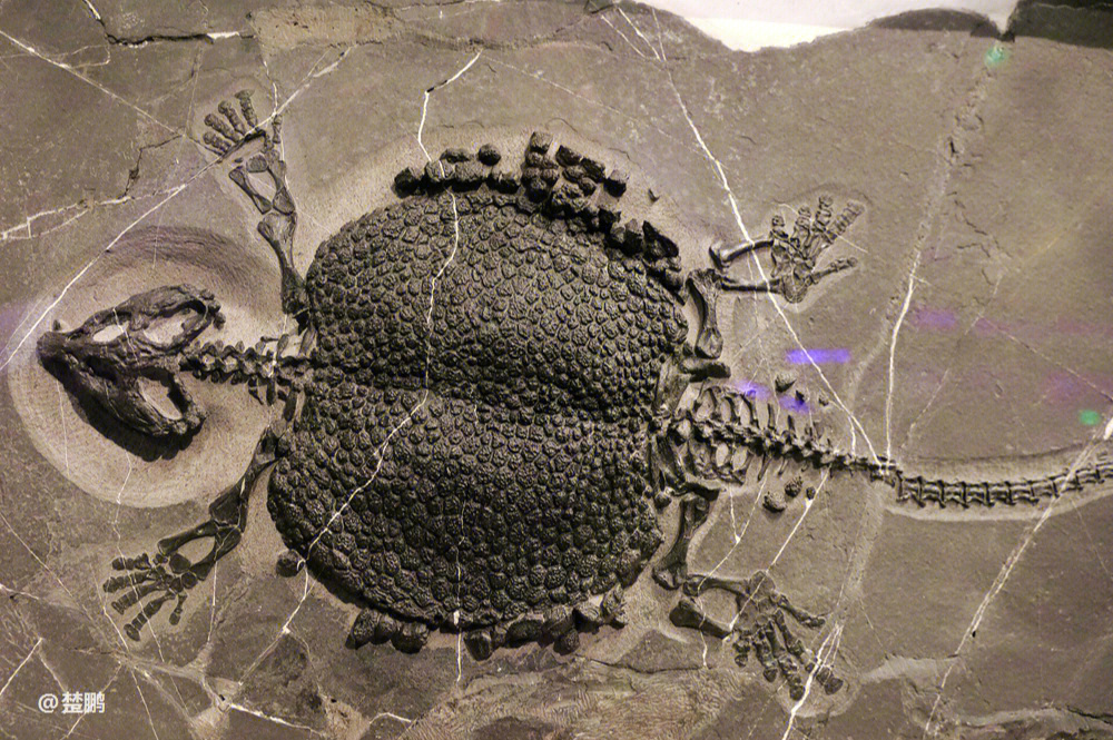 北票龙化石图片