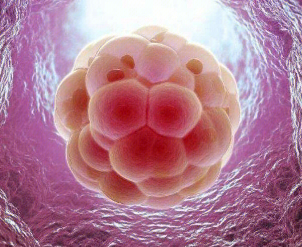 三天的胚胎有多大图片图片