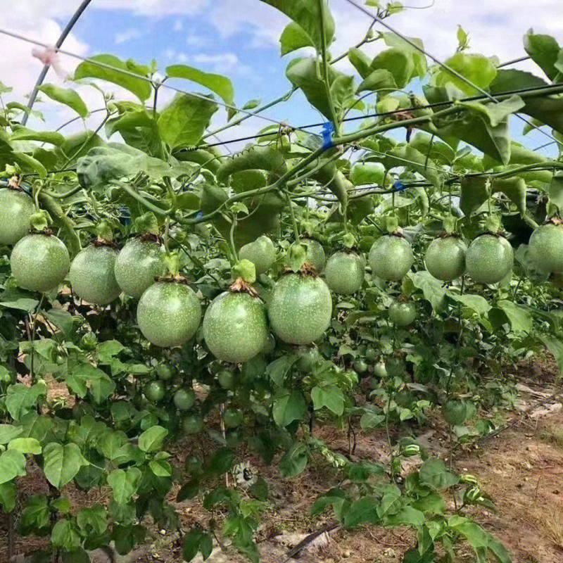 百花果种植