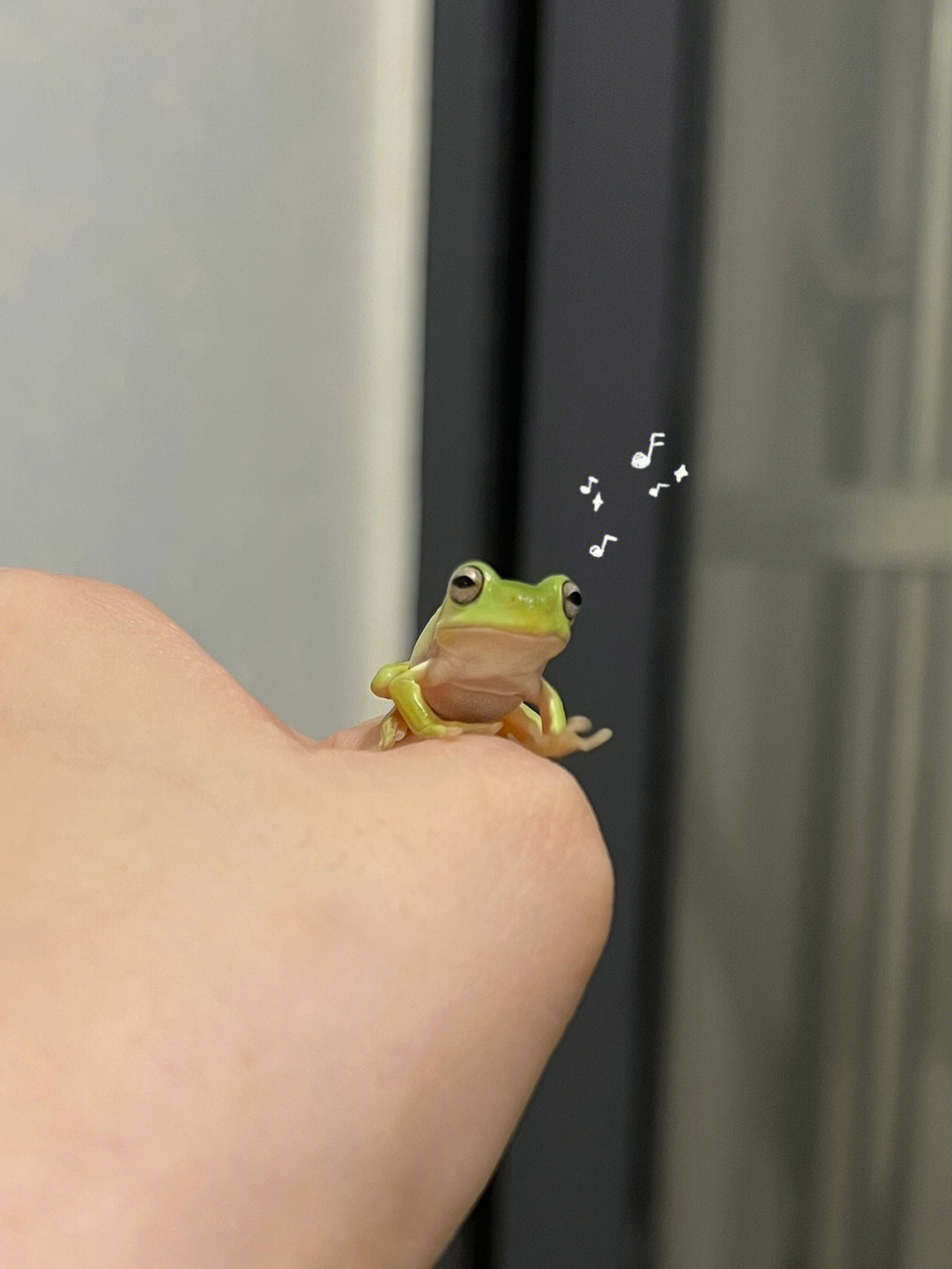 金秀小树蛙图片