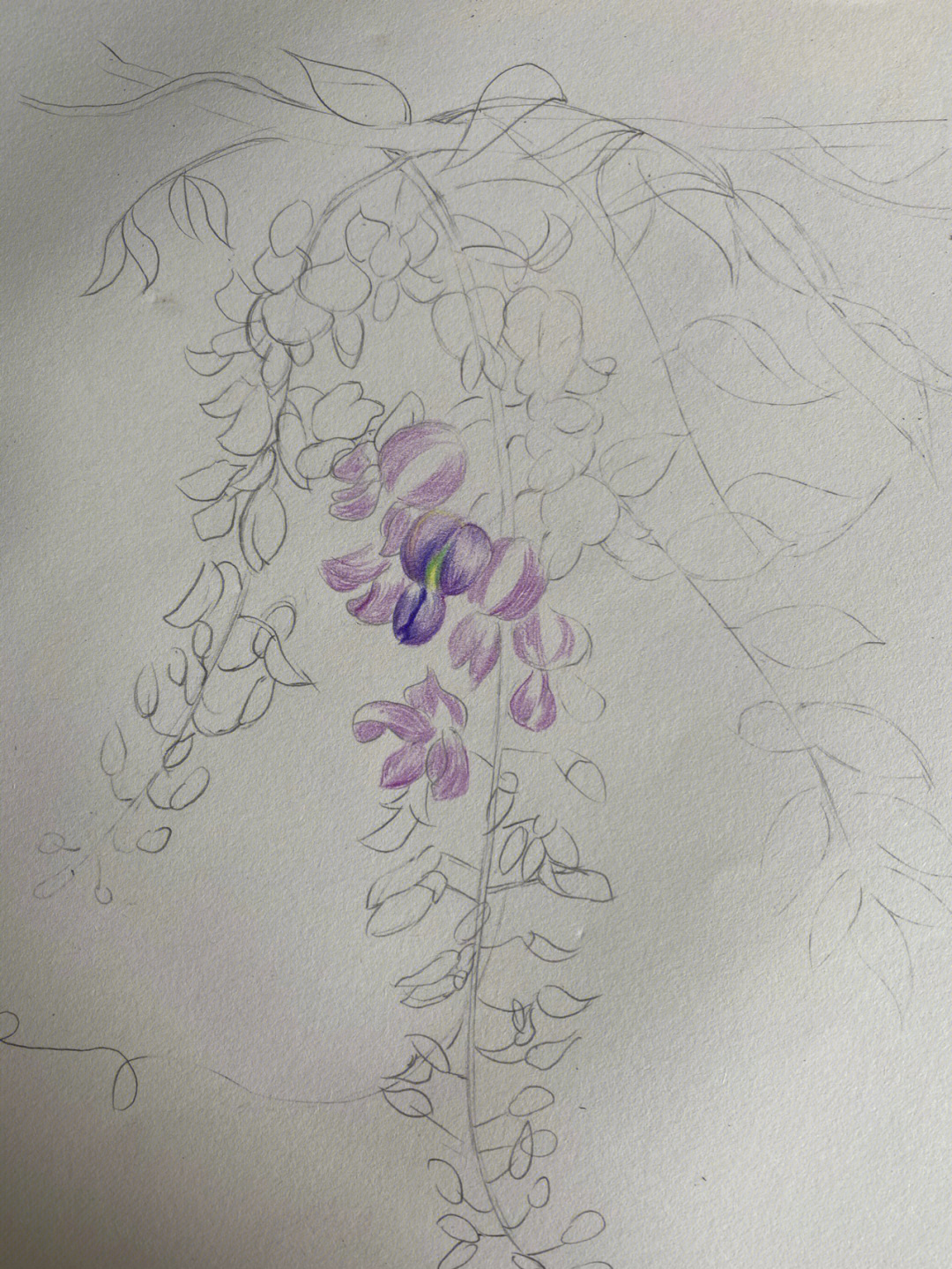 彩铅手绘紫藤