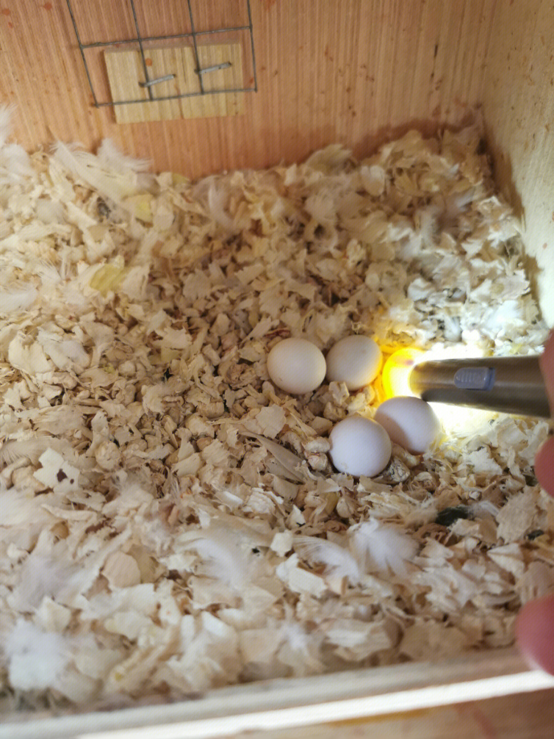 孵化20天鹦鹉蛋照蛋图图片