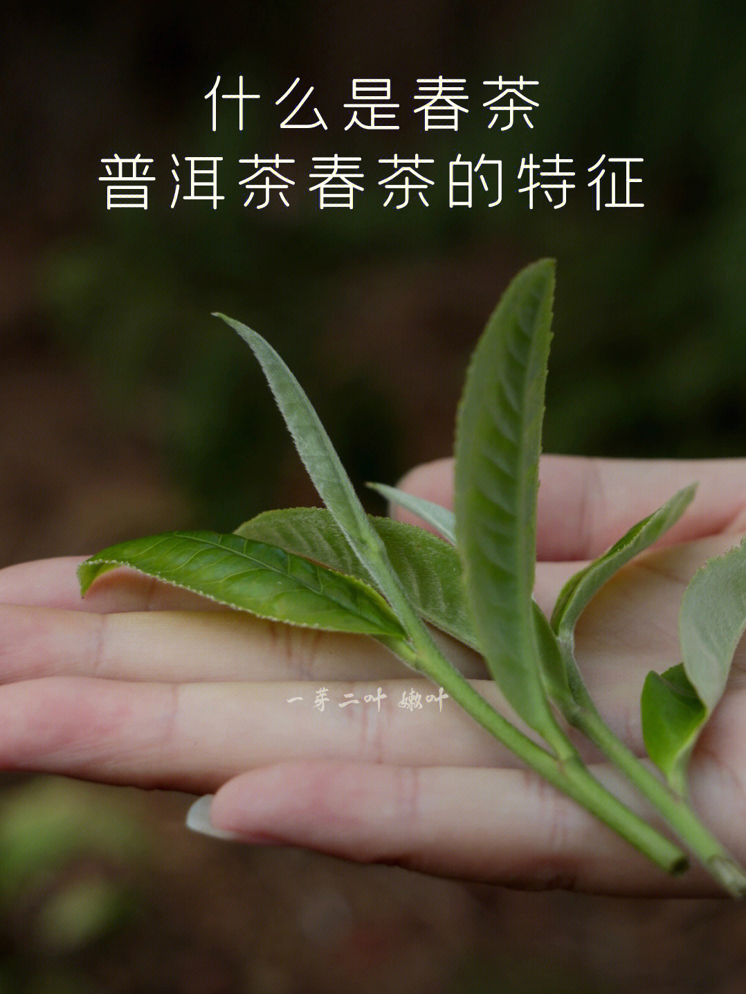 普洱春茶图片