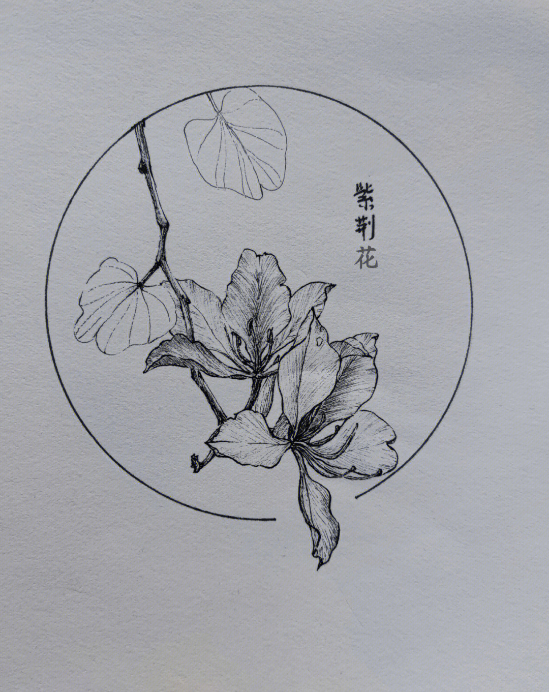 香港金紫荆花简笔画图片