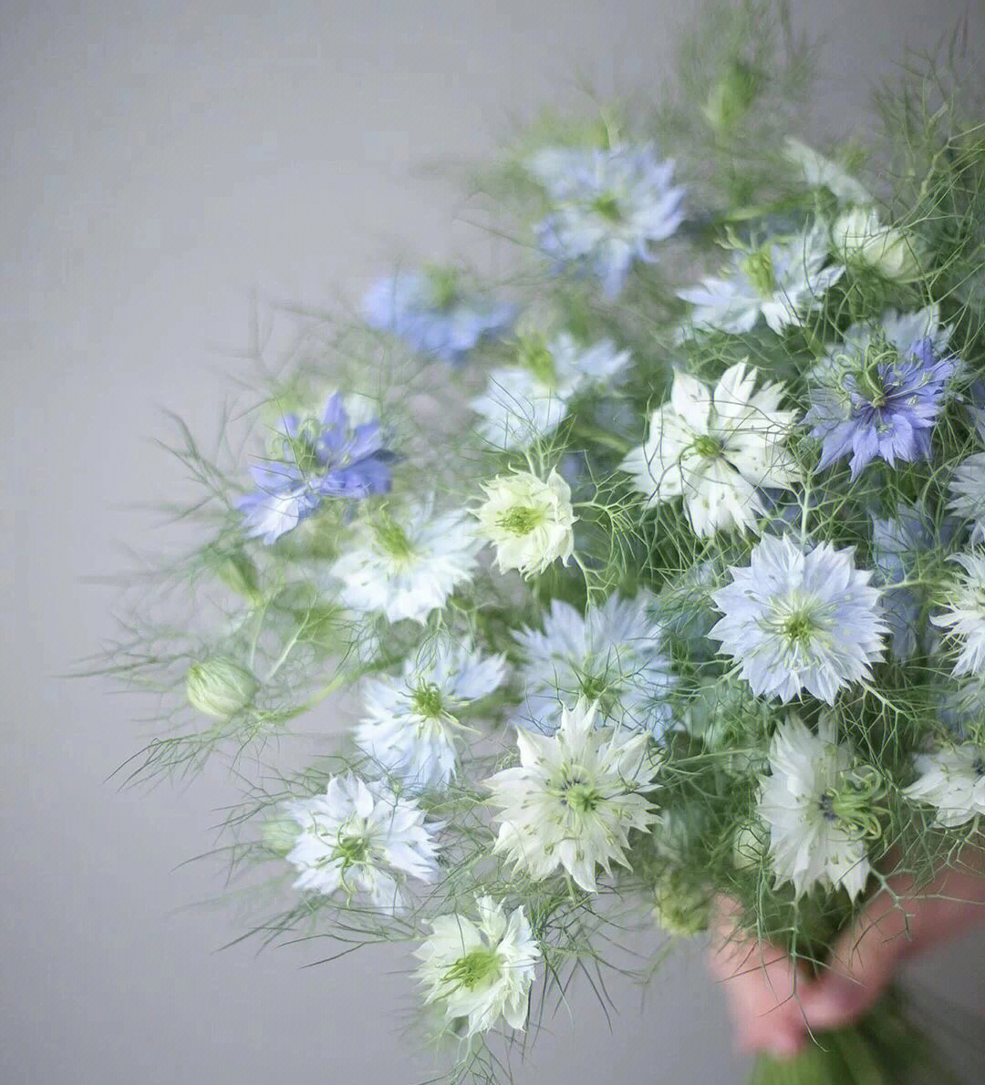 黑种草鲜切花养护图片