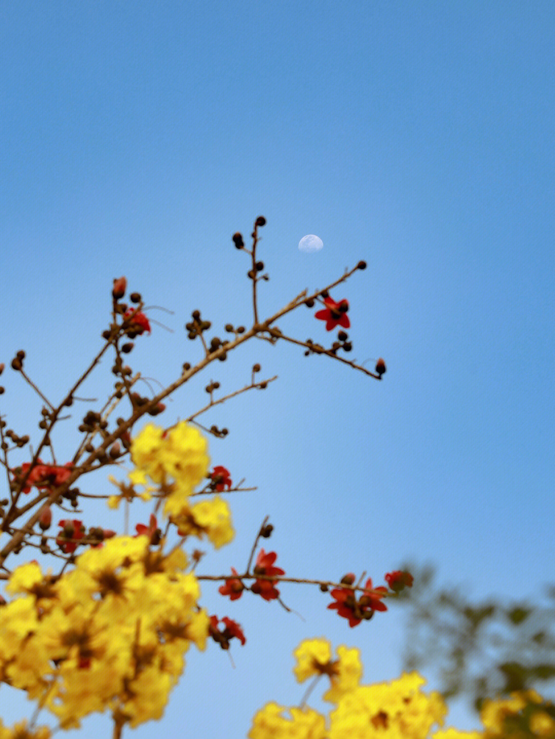 那年花开正当时图片