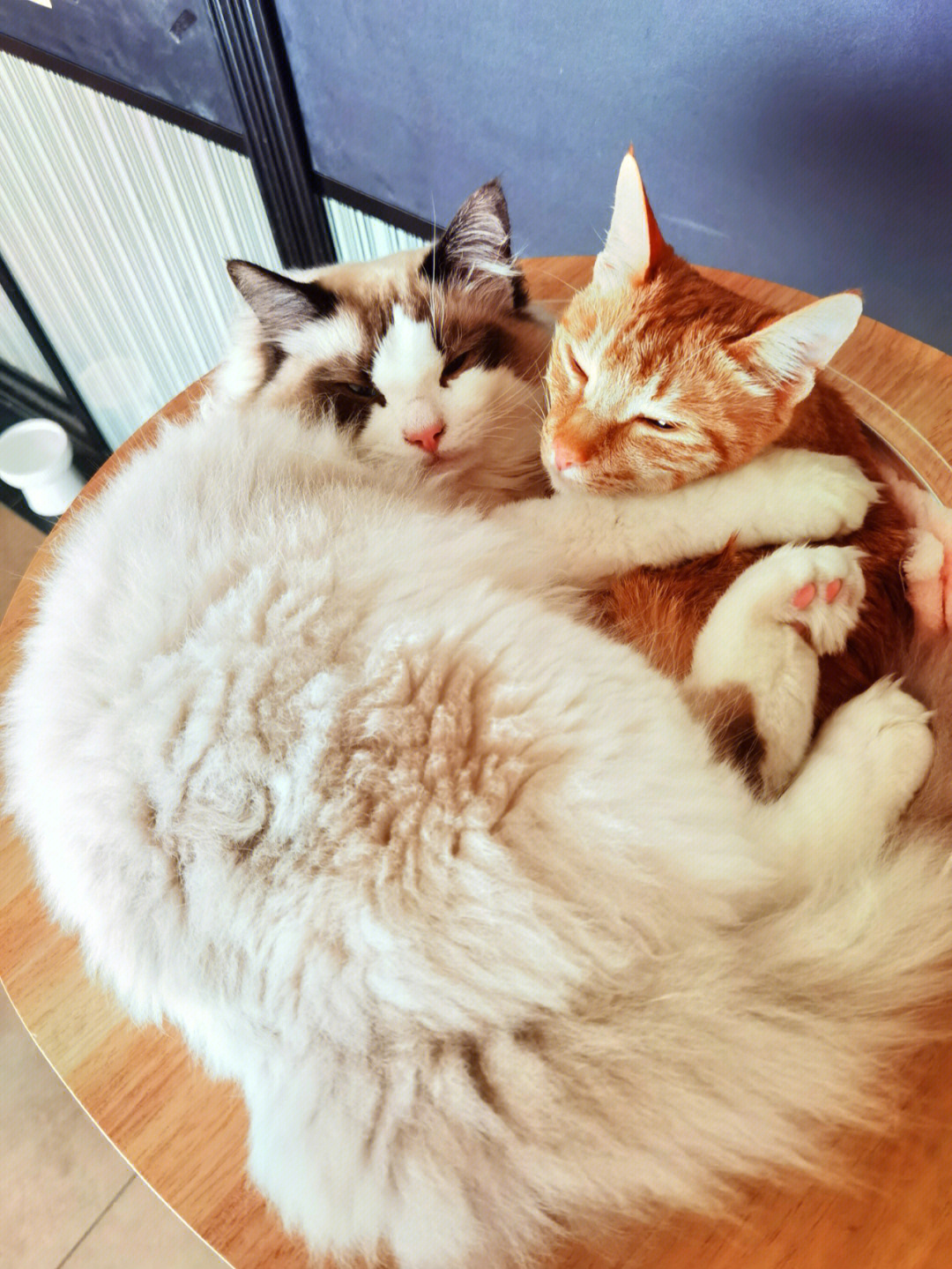 橘猫和布偶猫杂交图片