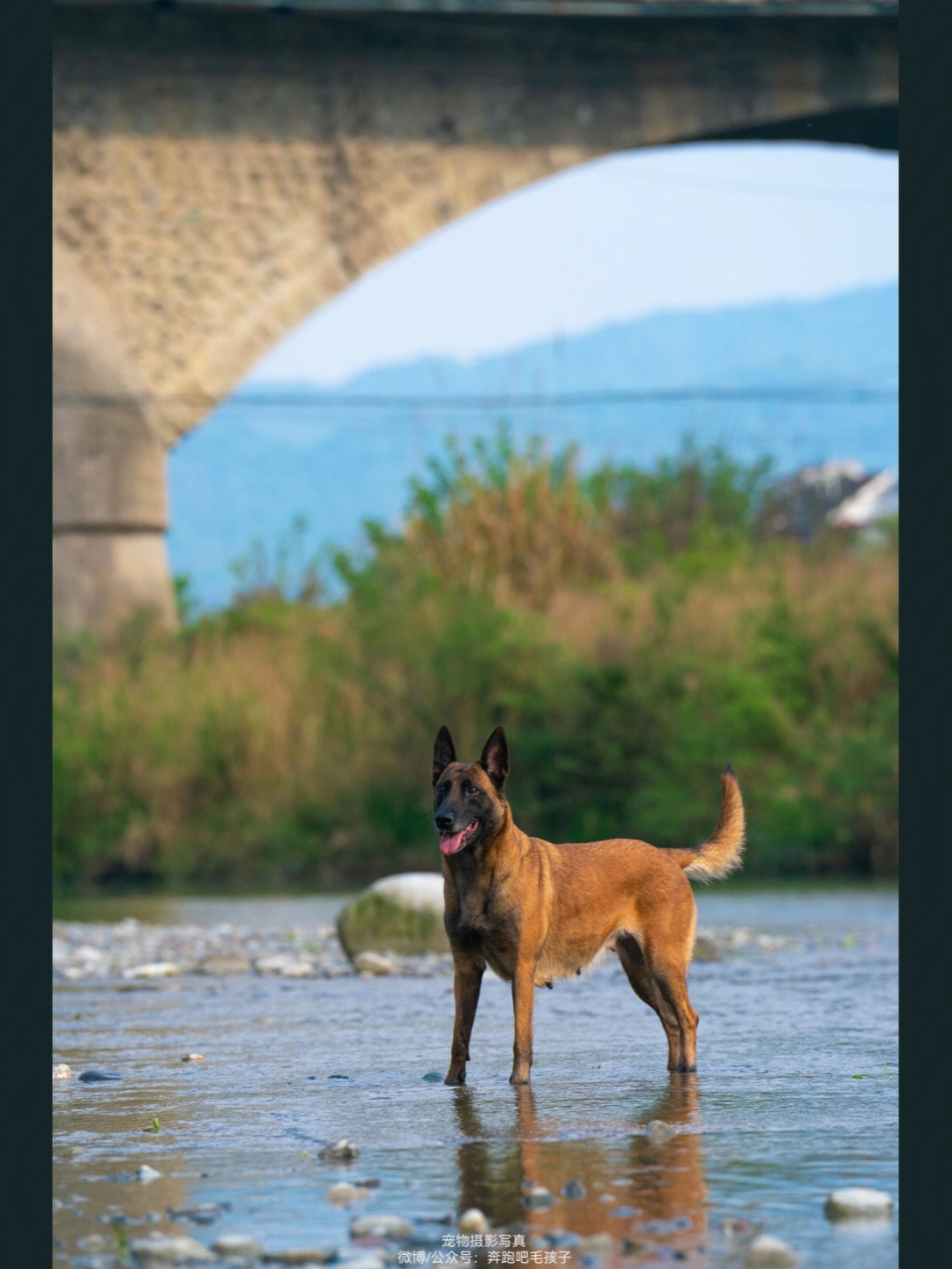 帕拉丁马犬简介图片