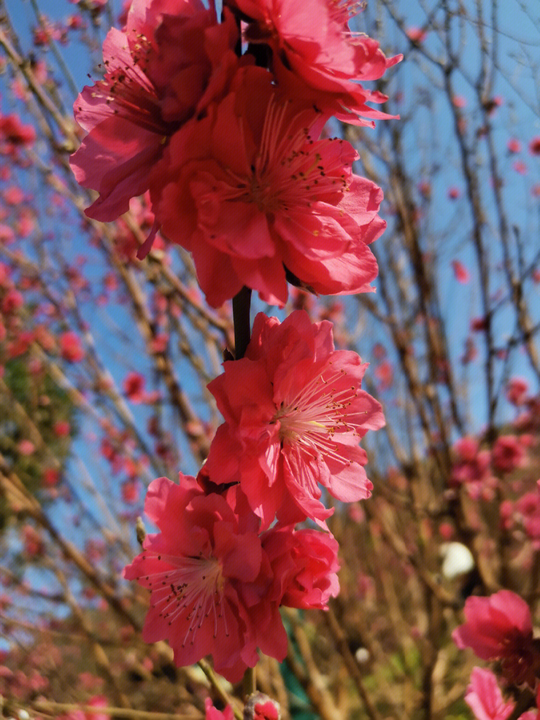 三月桃花开明媚娇艳妖娆妩媚