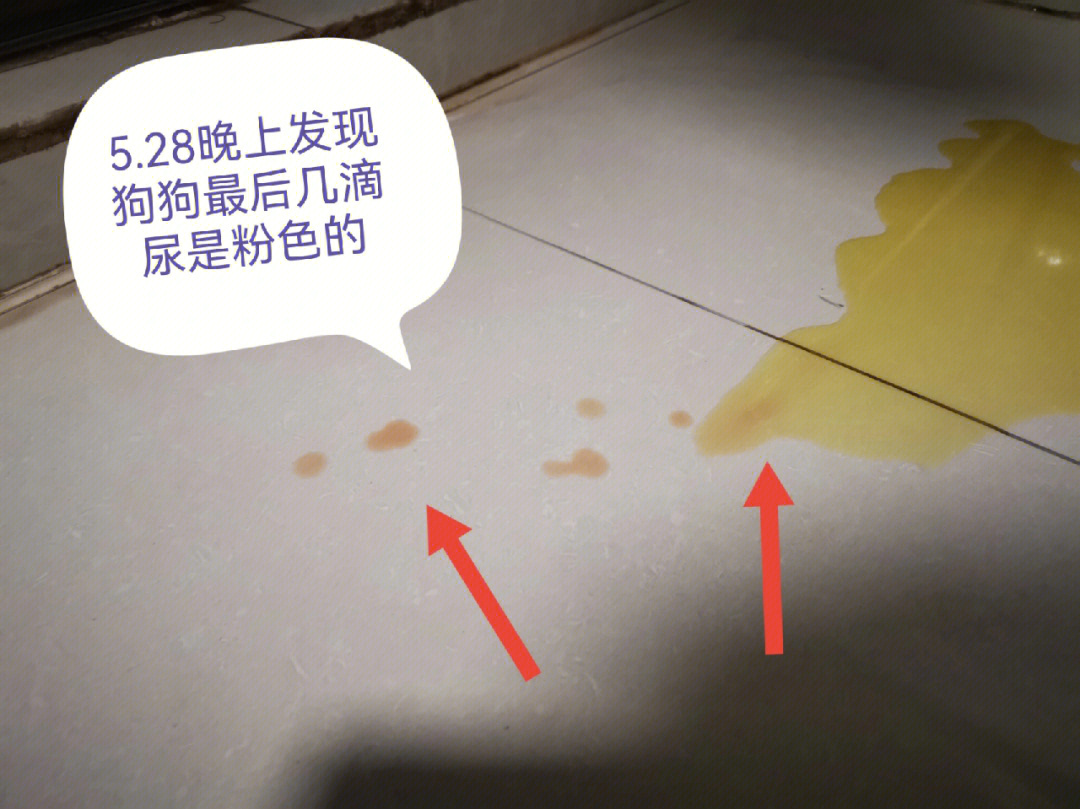 诊所问了一下医生给了我这个9499(没有带狗狗去)说有可能是膀胱炎