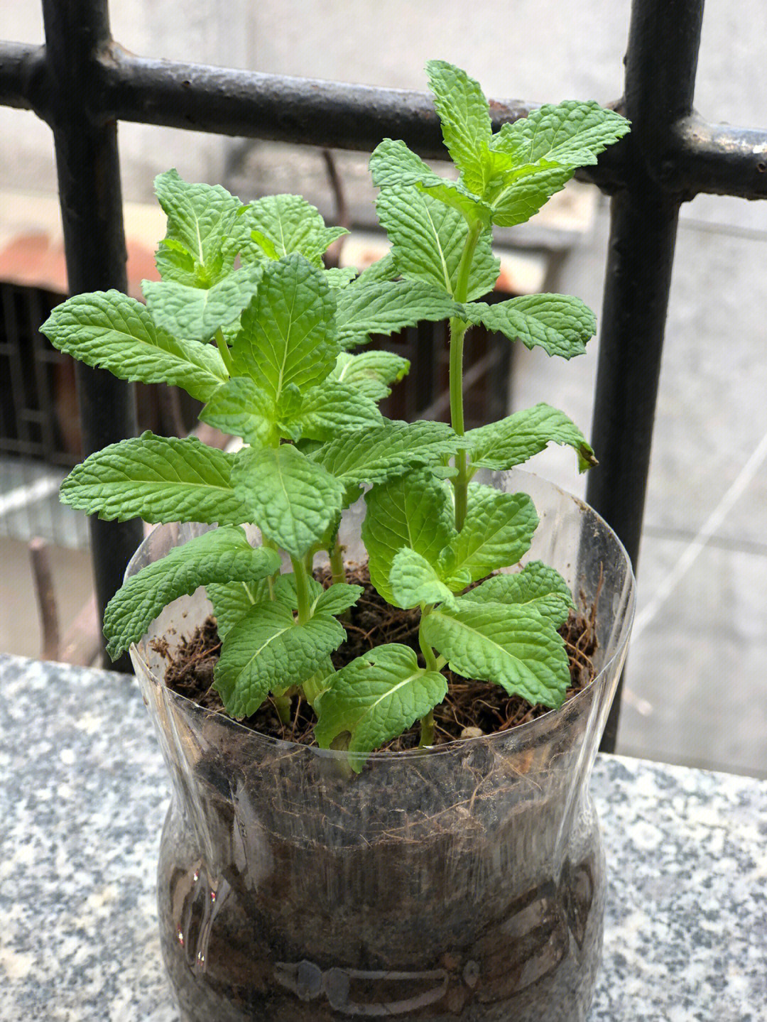 薄荷种植图一是从图二那里剪下来土培的图二之前有些薄荷全变黑了就 