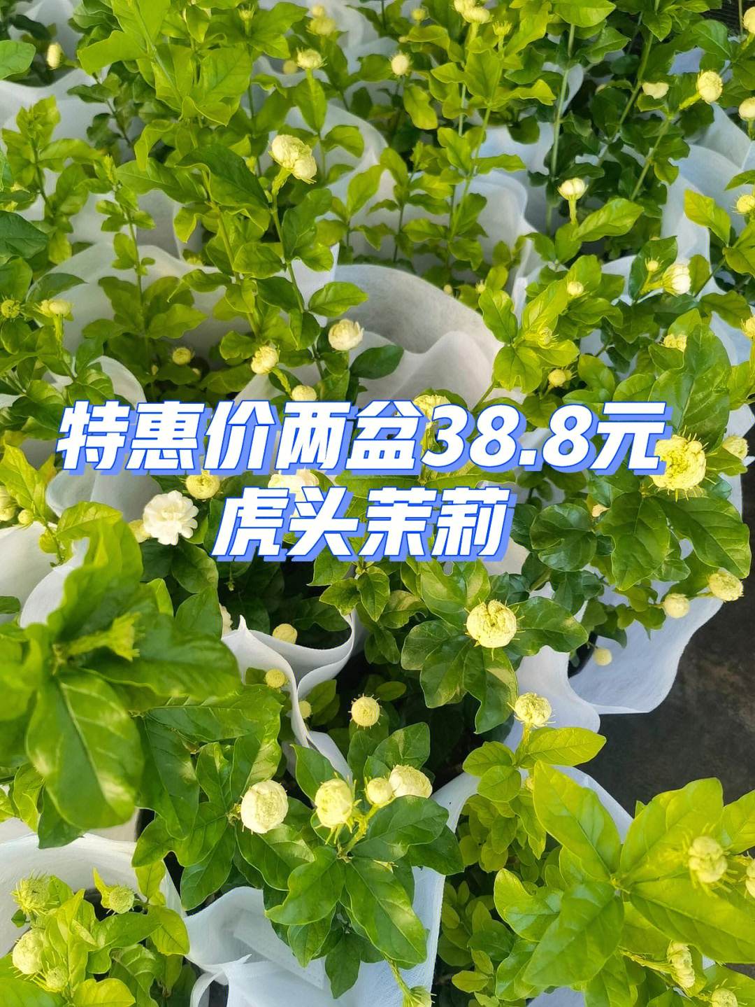 正宗虎头茉莉棉花糖最推荐的茉莉品种