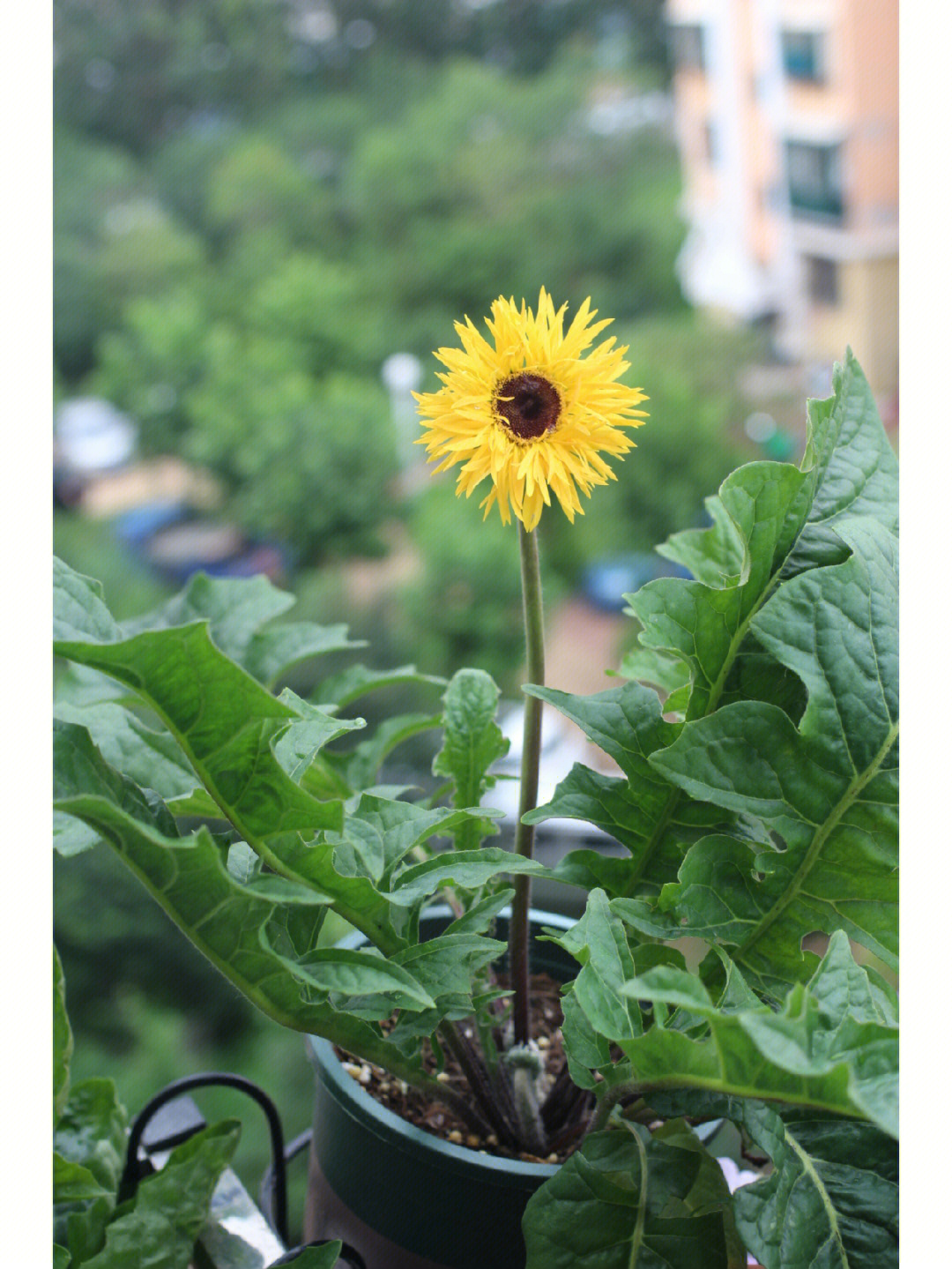 装了一夏天菠菜的葵心终于开花了,仿佛马上能吐出植物大战僵尸里的小