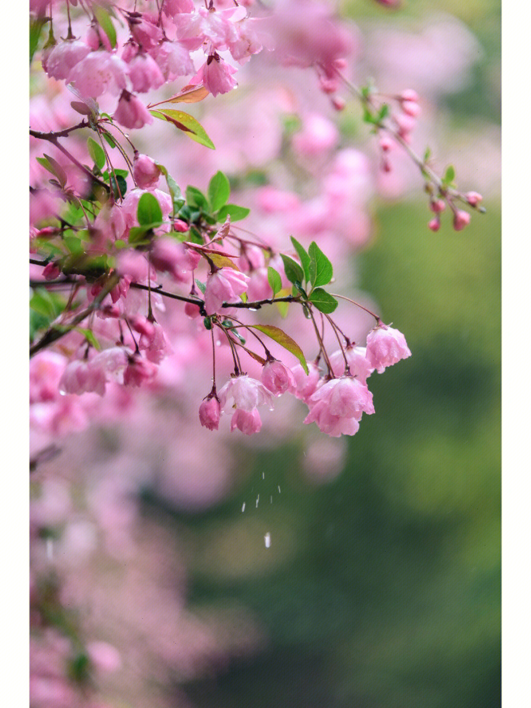 小雨中的海棠花图片