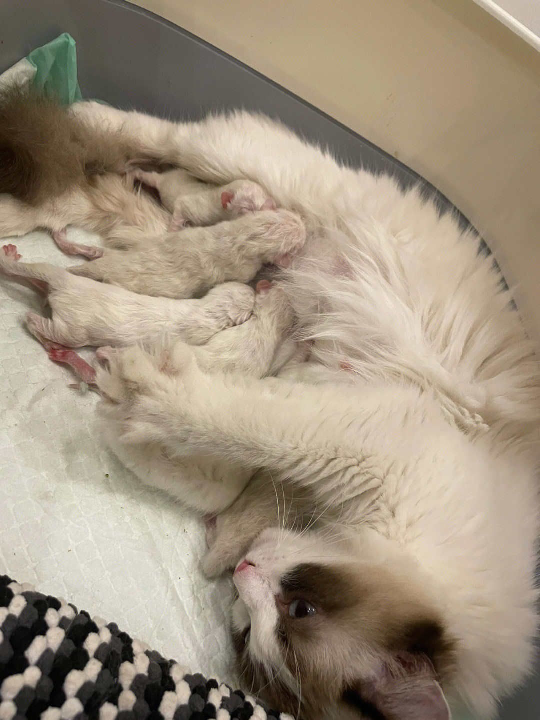 刚出生1天的小猫图片图片