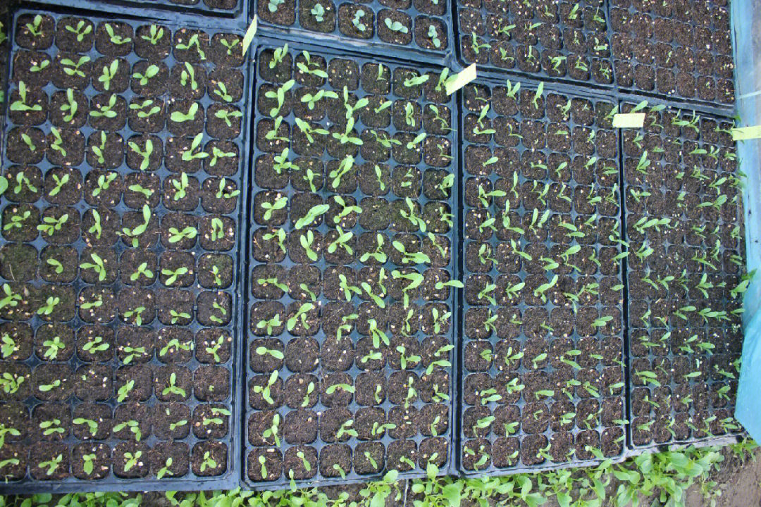 琉璃苣幼苗图片图片